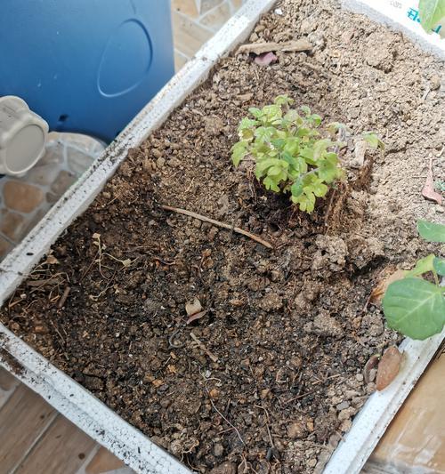 竹子种子怎么种植方法？步骤和注意事项是什么？