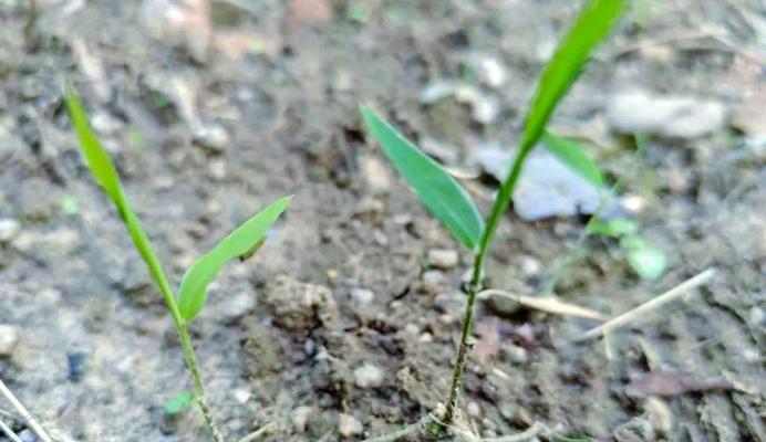 竹子种子怎么种植方法？步骤和注意事项是什么？
