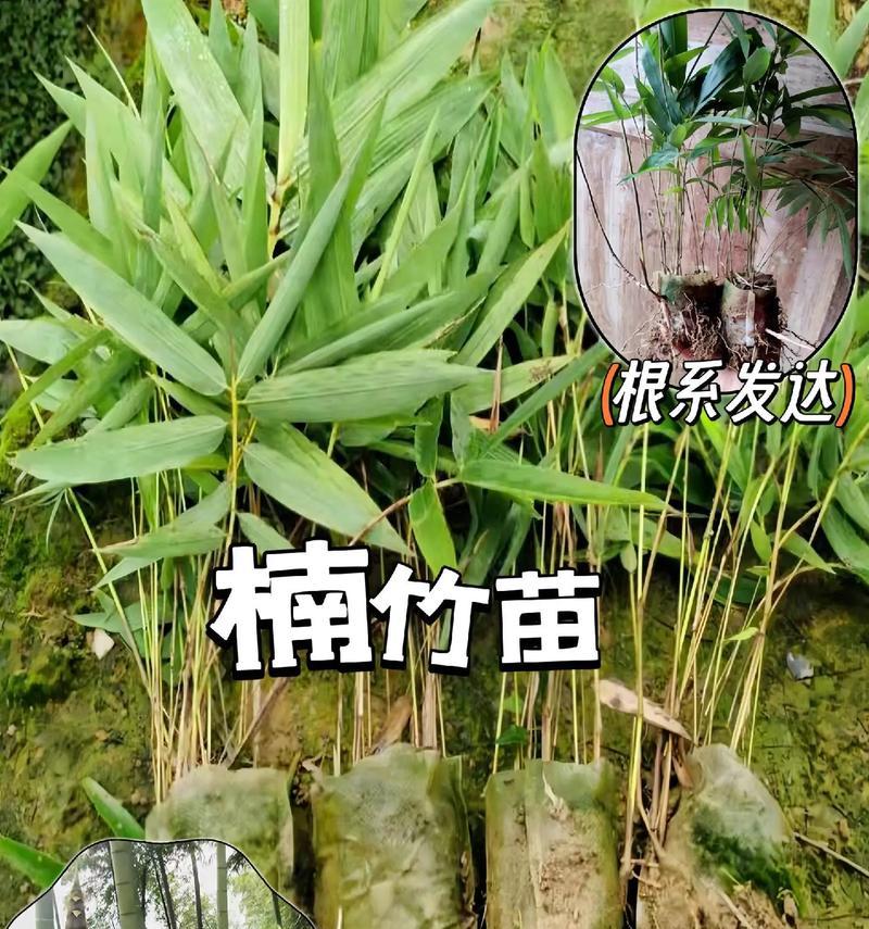 竹子种子怎么种植方法？步骤和注意事项是什么？