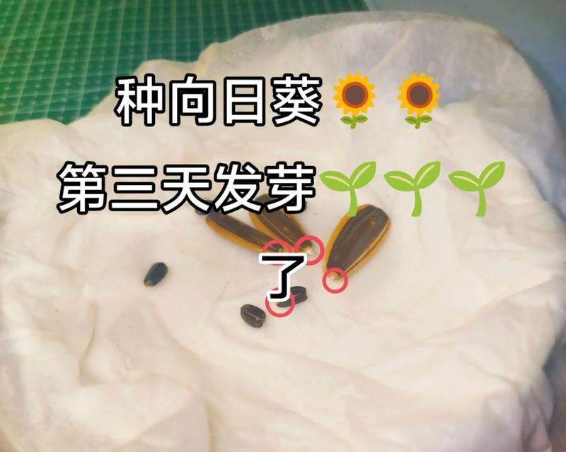 催芽是怎么回事？催芽过程中的常见问题有哪些？