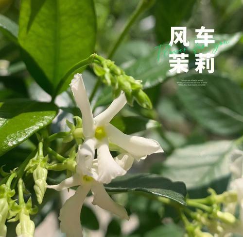 茉莉修剪枝丫后如何正确养护？需要注意哪些事项？
