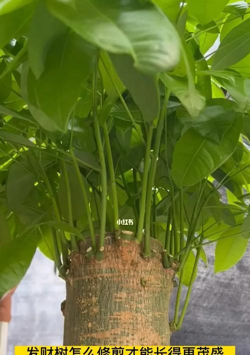 树旺修剪枝条的最佳时机是什么时候？步骤和注意事项有哪些？