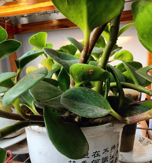 碧玉植物修剪枝条的最佳时间和方法是什么？