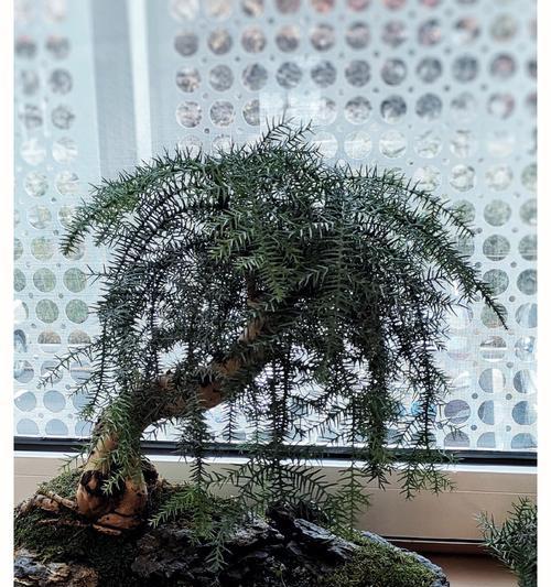 碧玉植物修剪枝条的最佳时间和方法是什么？