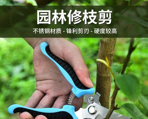 金刚树修剪枝条的最佳时机是什么时候？步骤和注意事项有哪些？