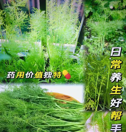 茴香怎么种植方法？有哪些注意事项？