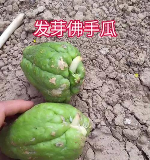 佛手瓜催芽需要多少温度？最佳催芽温度是多少？