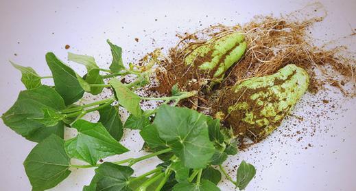 佛手瓜催芽需要多少温度？最佳催芽温度是多少？