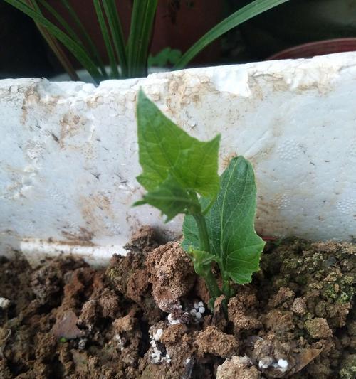 佛手瓜催芽需要多少温度？最佳催芽温度是多少？