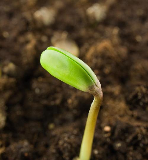 黄豆发芽需要多长时间？种植过程中应注意哪些问题？