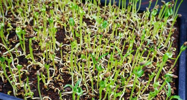 黄豆发芽需要多长时间？种植过程中应注意哪些问题？