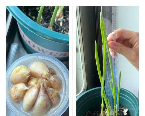 蒜芽发芽的正确种植方法是什么？步骤有哪些？