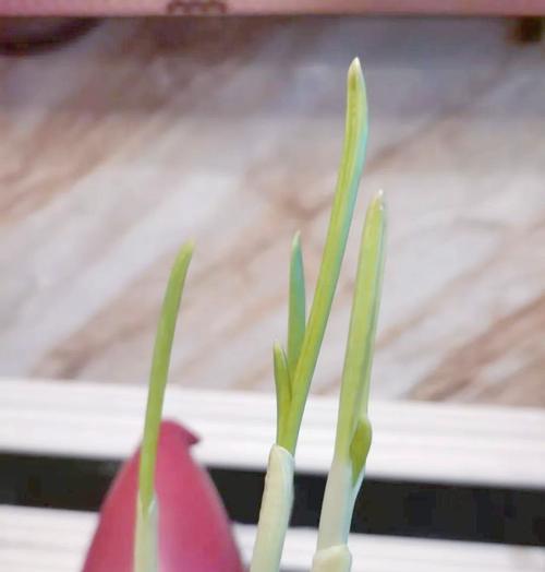 蒜芽发芽的正确种植方法是什么？步骤有哪些？