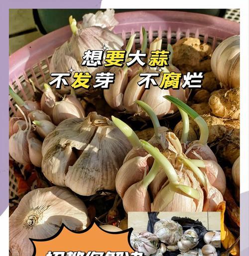 蒜芽发芽的正确种植方法是什么？步骤有哪些？