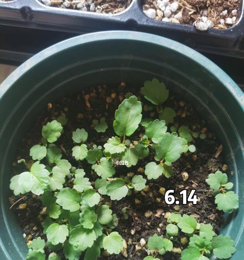 小草莓催芽最快方法是什么？步骤和技巧有哪些？