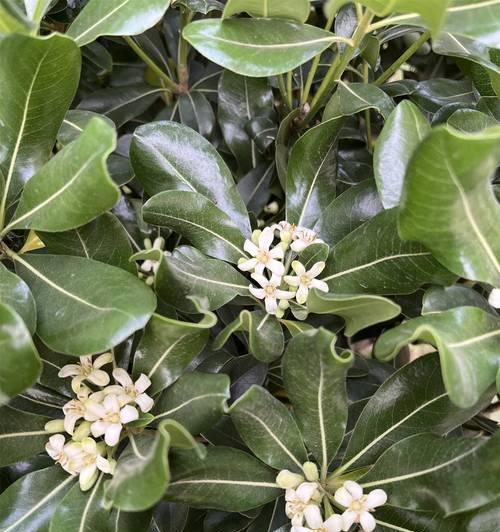 海桐植物花怎么种植方法？有哪些步骤和注意事项？