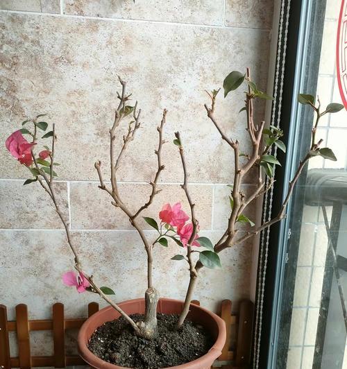三角梅催芽后浇水的最佳方法是什么？