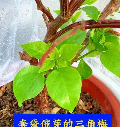 三角梅催芽后浇水的最佳方法是什么？
