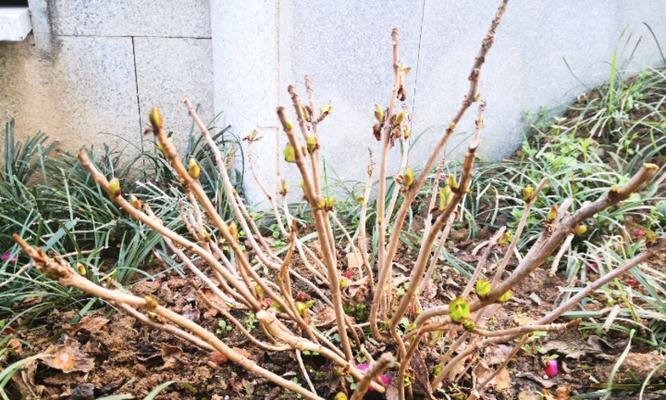 大米花催芽方法是什么？需要多长时间才能发芽？