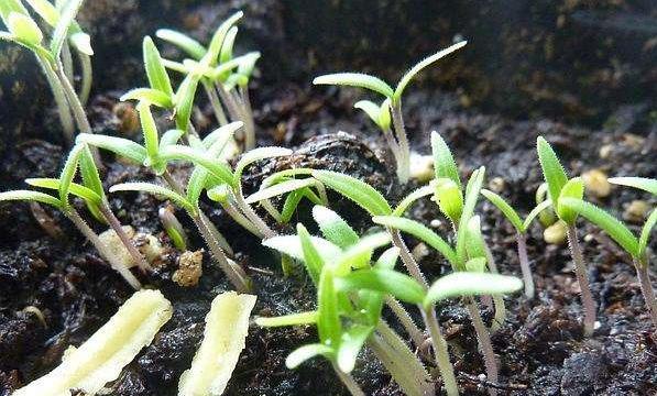 大米花催芽方法是什么？需要多长时间才能发芽？