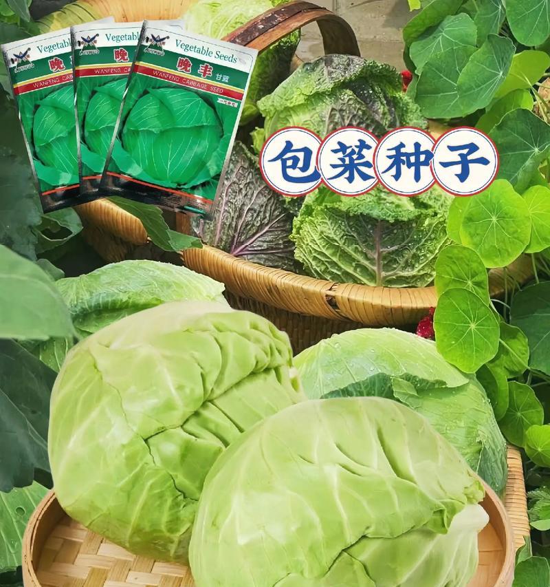 水果甘蓝种子催芽方法是什么？需要多长时间才能发芽？