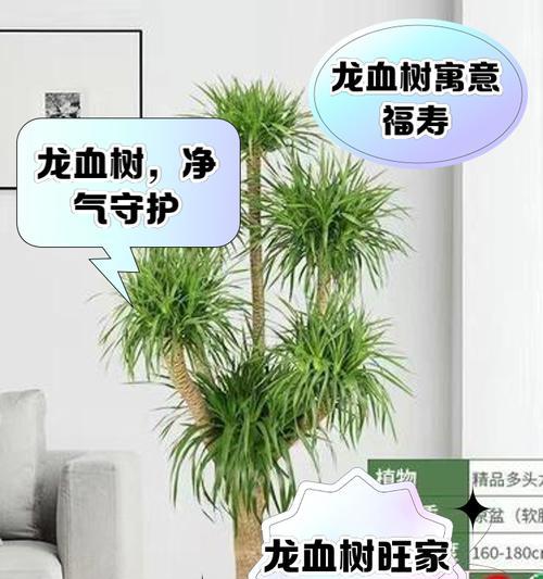 龙血树修剪枝干的最佳时机是什么时候？修剪后如何护理？