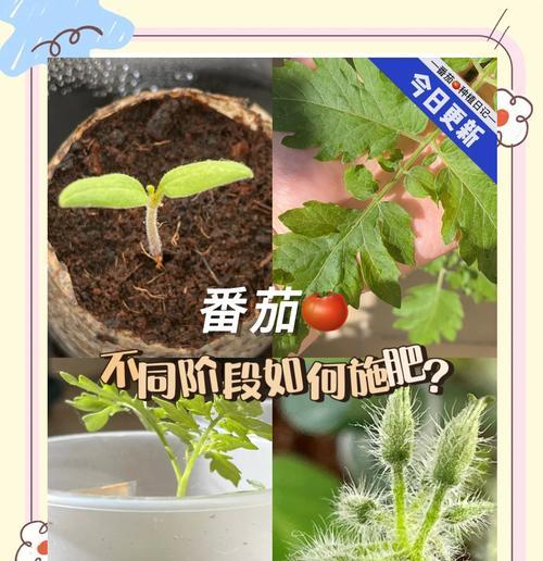 小番茄种子催芽方法是什么？需要多长时间才能发芽？