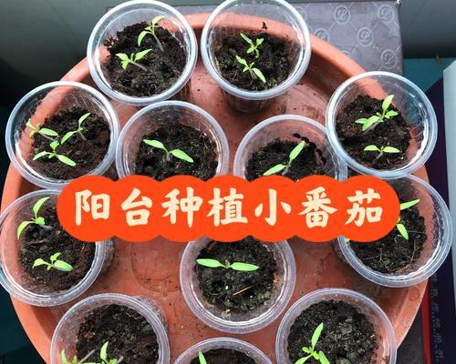 小番茄种子催芽方法是什么？需要多长时间才能发芽？