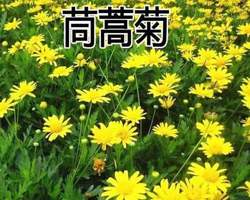 菊花种子种植方法有哪些？步骤是什么？