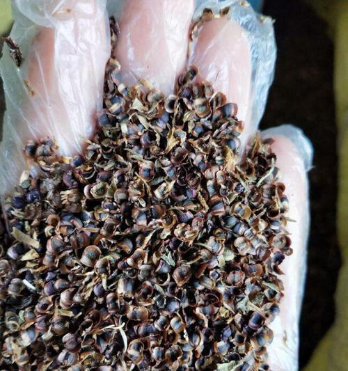 菊花种子种植方法有哪些？步骤是什么？