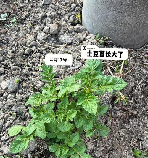 玛丽大小苗催芽方法是什么？如何提高发芽率？