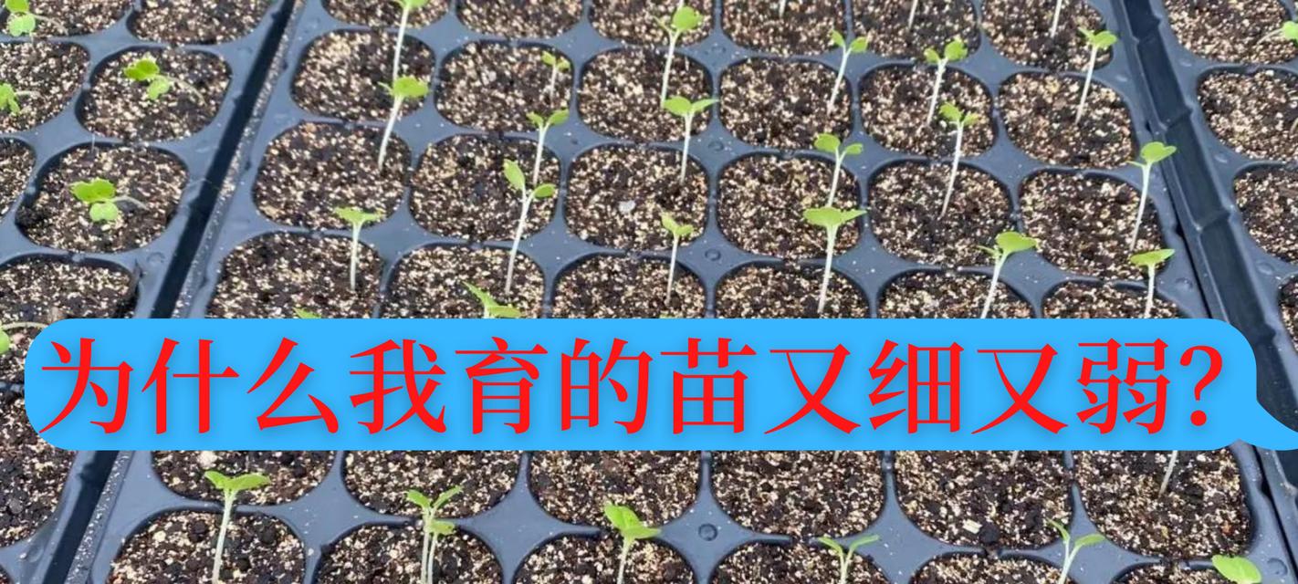 玛丽大小苗催芽方法是什么？如何提高发芽率？