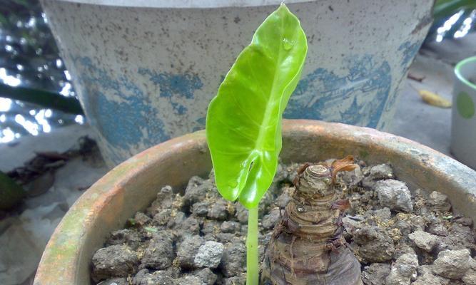 玛丽大小苗催芽方法是什么？如何提高发芽率？