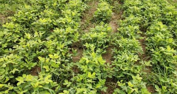 花生抠膜种植方法怎么调整？如何提高种植效率？