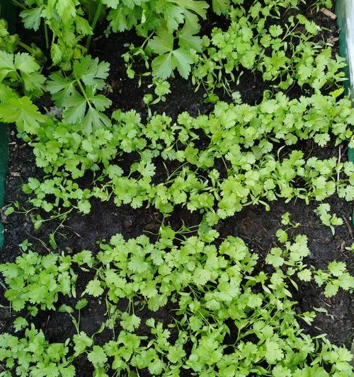 小培菜怎么种植方法？家庭种植小培菜的步骤是什么？