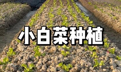 小培菜怎么种植方法？家庭种植小培菜的步骤是什么？