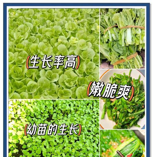 小培菜怎么种植方法？家庭种植小培菜的步骤是什么？