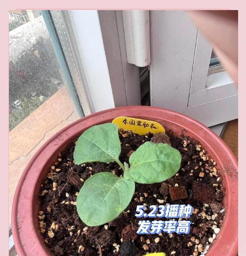 茄子催芽出来后如何正确种植？步骤和注意事项是什么？