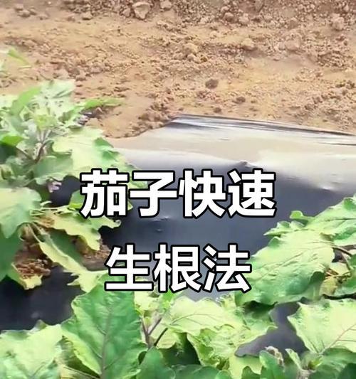 茄子催芽出来后如何正确种植？步骤和注意事项是什么？