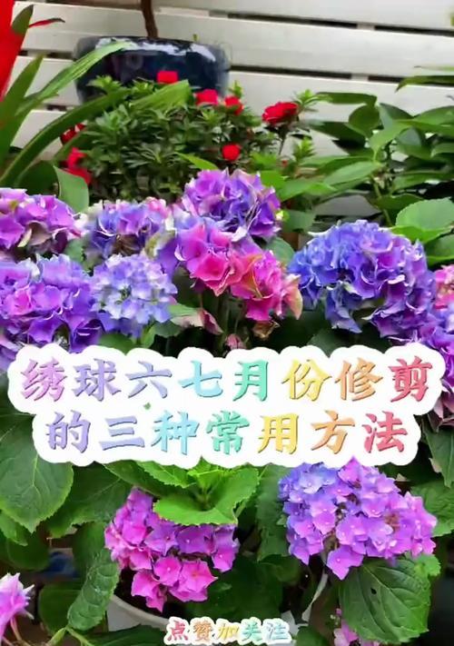 修剪绣球剪刀怎么剪枝？正确剪枝方法有哪些？