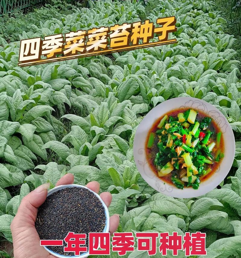 白菜苔种子怎么催芽？催芽过程中的常见问题有哪些？
