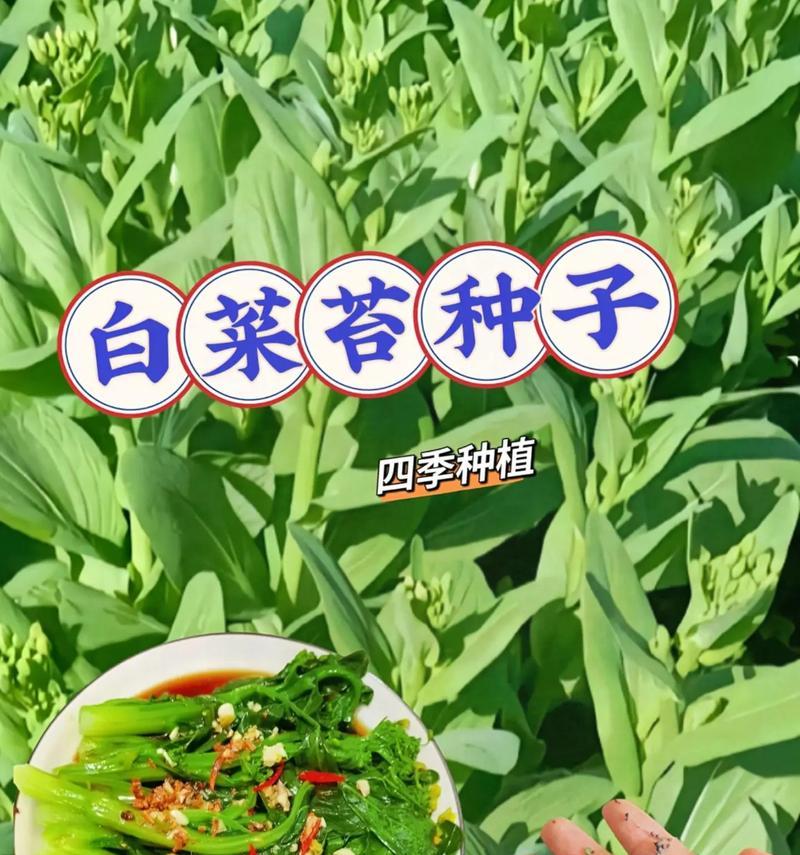 白菜苔种子怎么催芽？催芽过程中的常见问题有哪些？