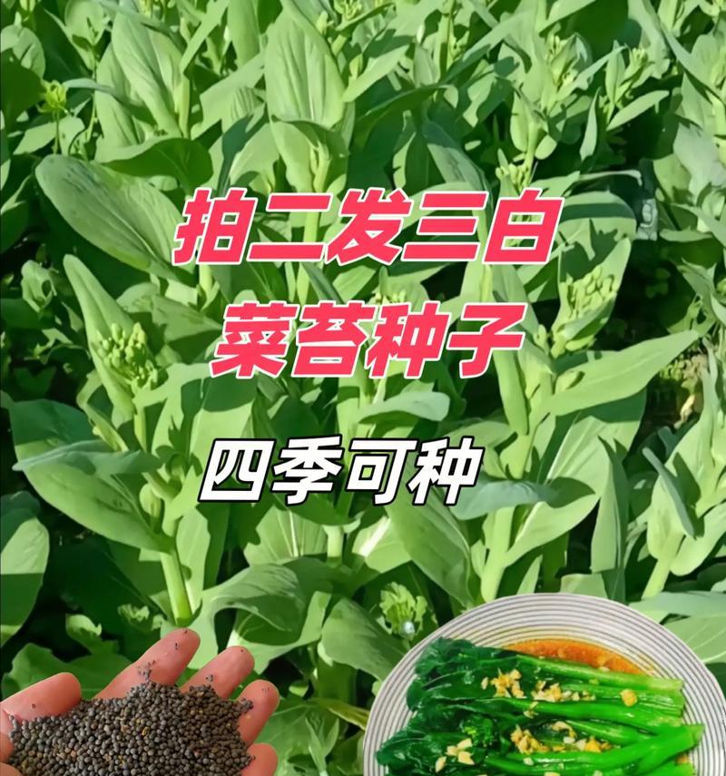 白菜苔种子怎么催芽？催芽过程中的常见问题有哪些？