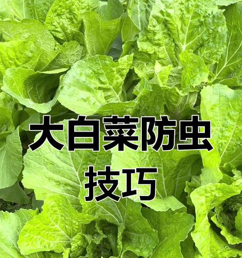白菜种植方法整地有哪些步骤？如何正确整地以提高产量？
