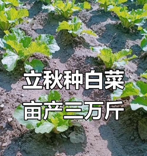 白菜种植方法整地有哪些步骤？如何正确整地以提高产量？