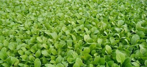 白菜种植方法整地有哪些步骤？如何正确整地以提高产量？