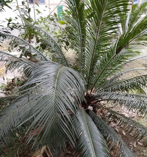 铁树球怎么种植方法？有哪些注意事项？