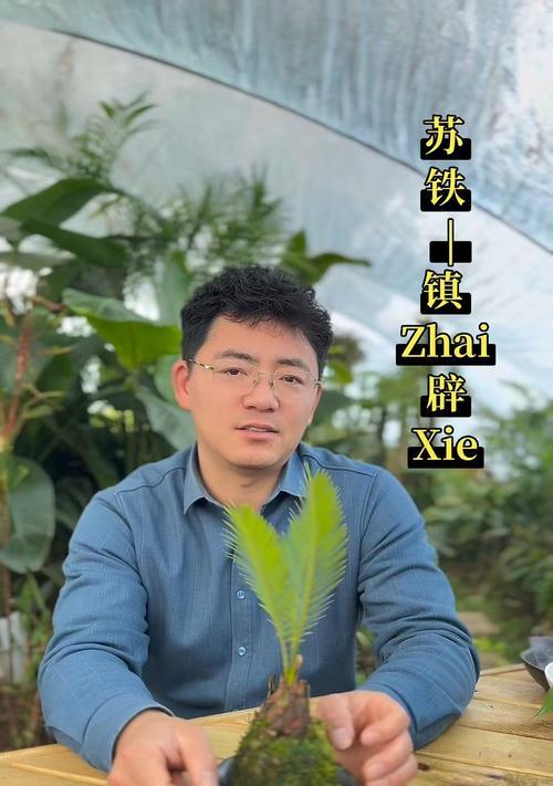 铁树球怎么种植方法？有哪些注意事项？
