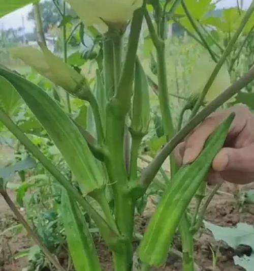 秋葵种子催芽方法是什么？需要多长时间才能发芽？