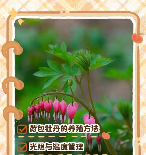 荷香怎么种植方法？从播种到开花的完整步骤是什么？